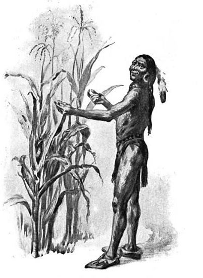 őslakos indián kukoricacserjével
