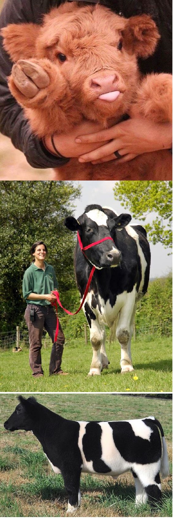 különleges tehenek